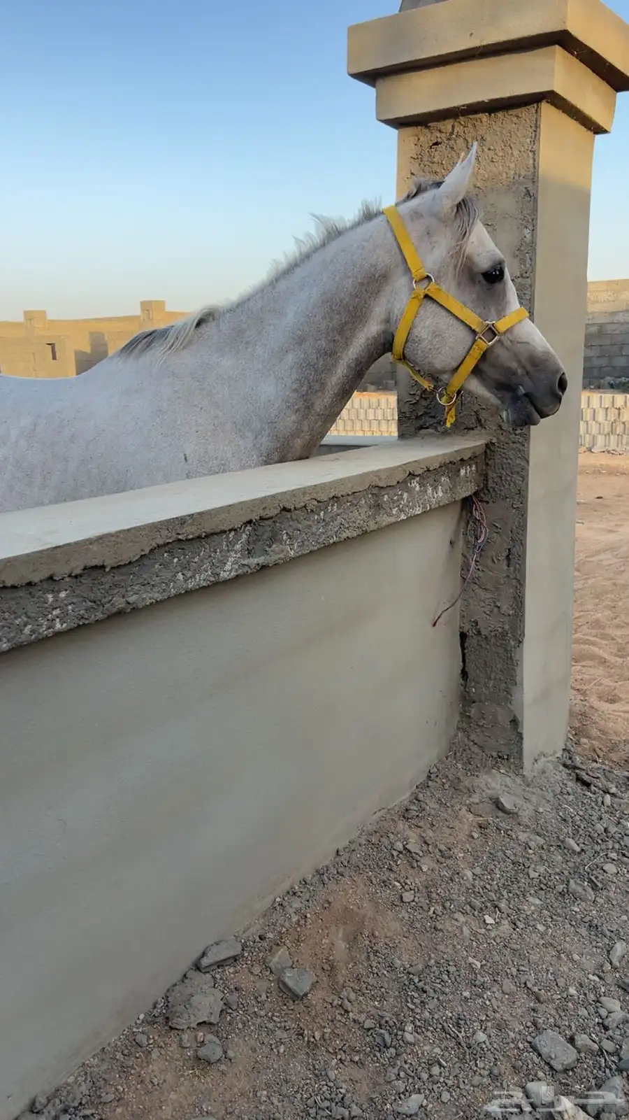 حصان عربي 0