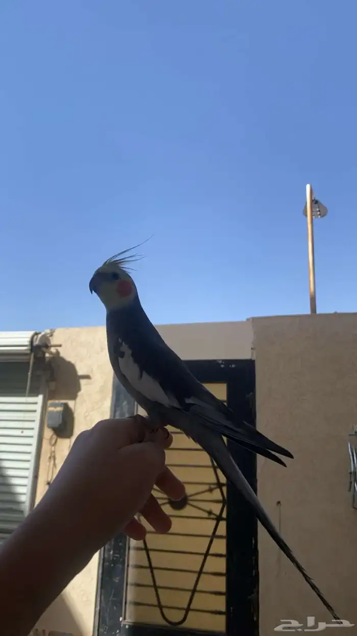 ببغاء اليف جداا ومغرد 0