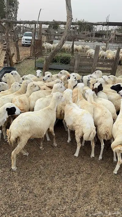 رخال رفيدي من 7-9 شهور 3
