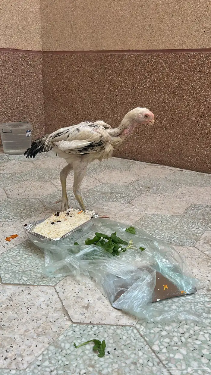 فرخ ديك فارسي أسوم عندك 1