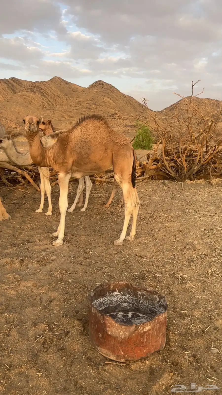 قعود سمين على حليب امه 1