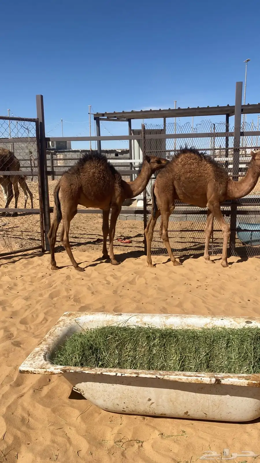 قعدان 3 للبيع تبوك 2