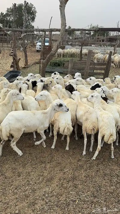 رخال رفيدي من 7-9 شهور 5