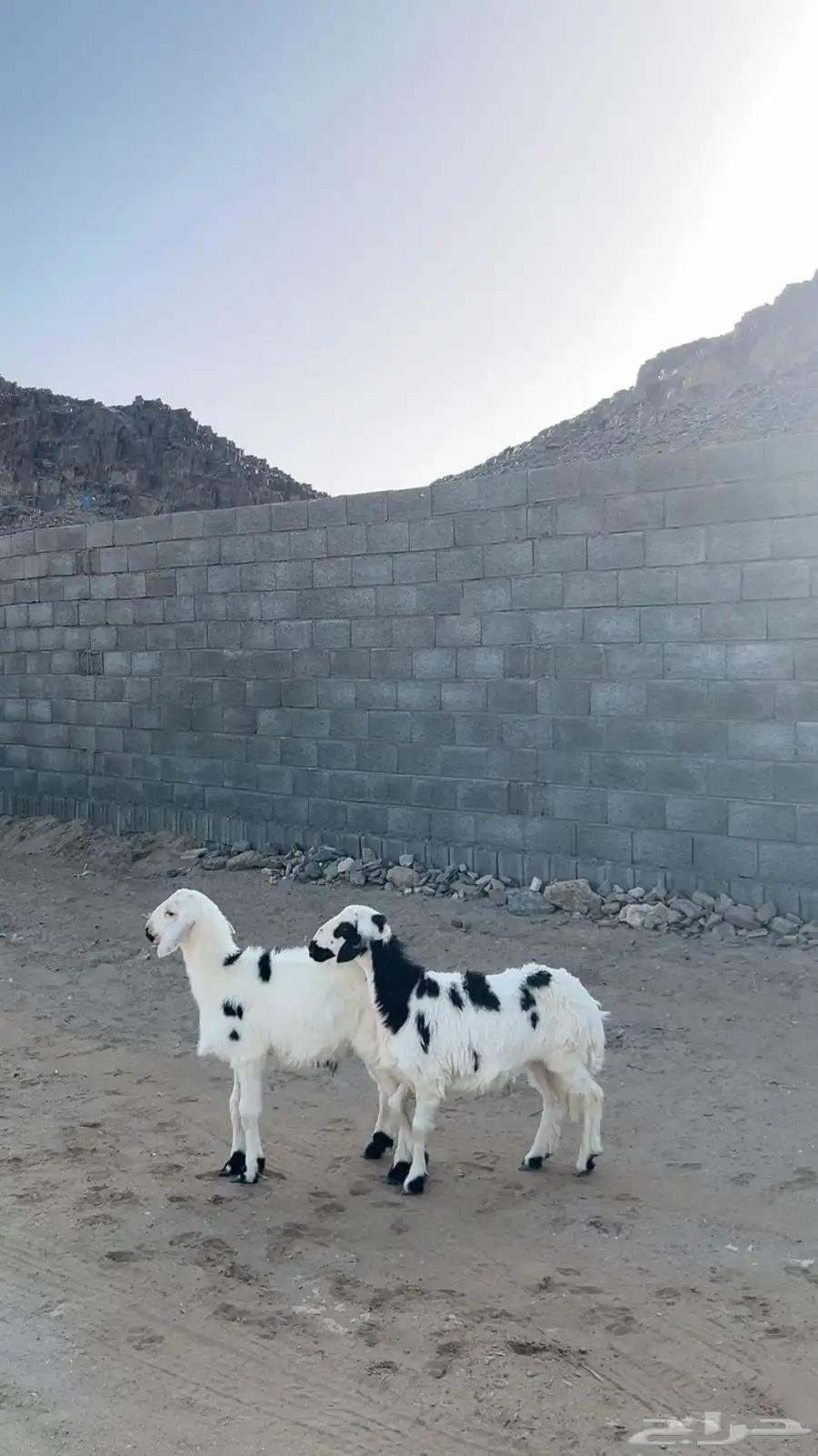 ااا 0