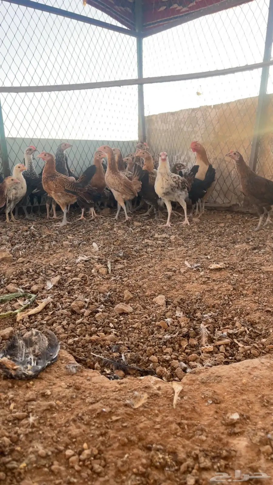 دجاج بلدي صيصان 1