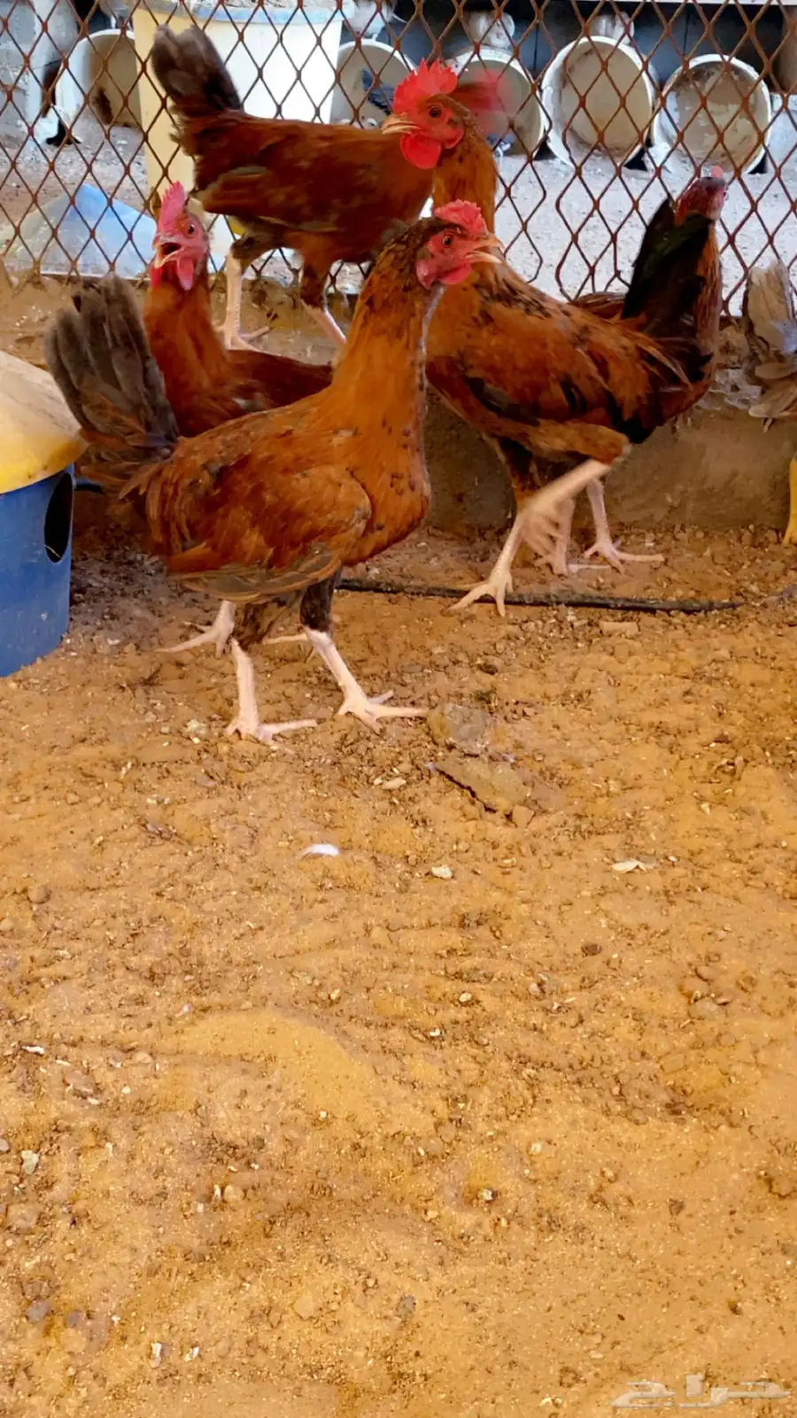 دجاج بلدي ك 1