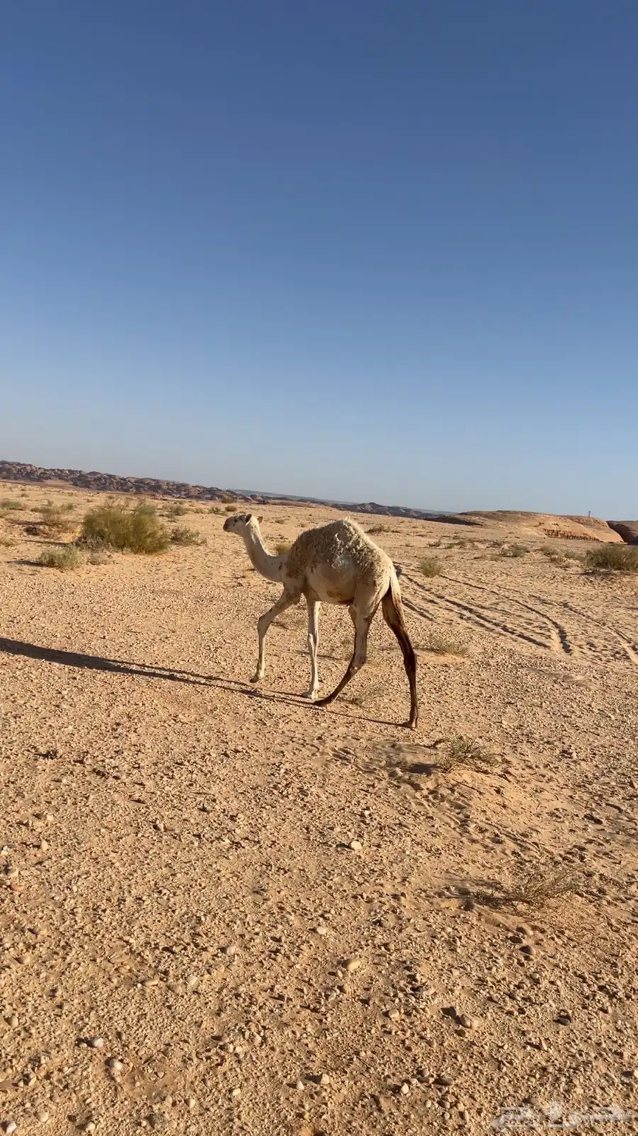 قعود وبكره 1