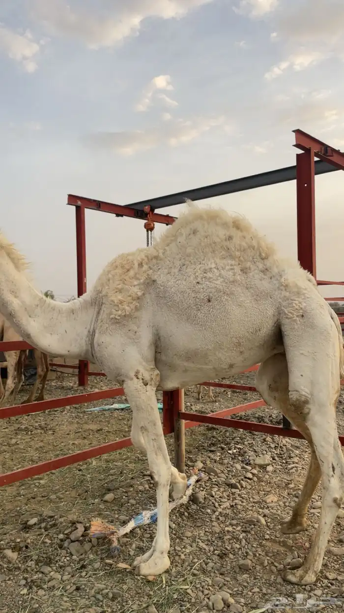 بكار حيل ( تم البيع) 3