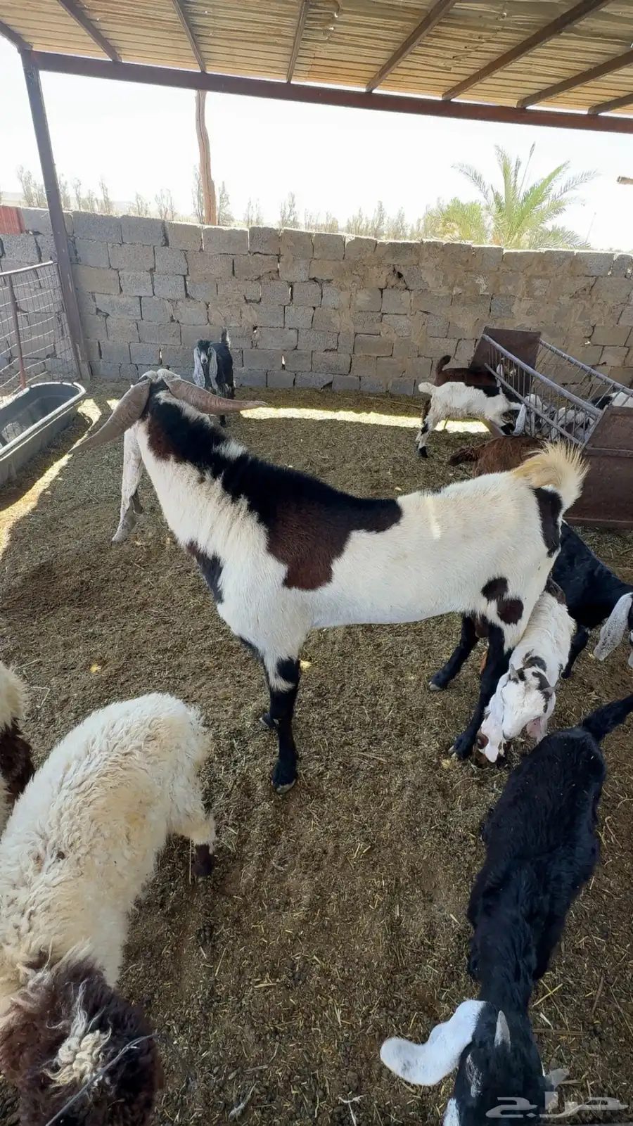 فحل هولندي 1