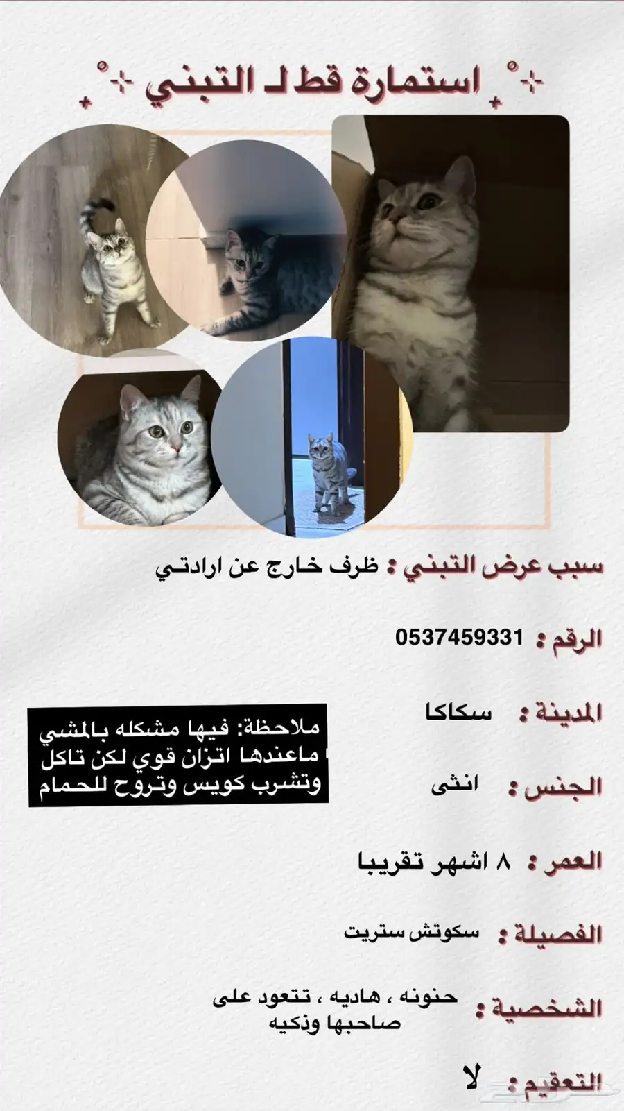 قطه للتبني 0