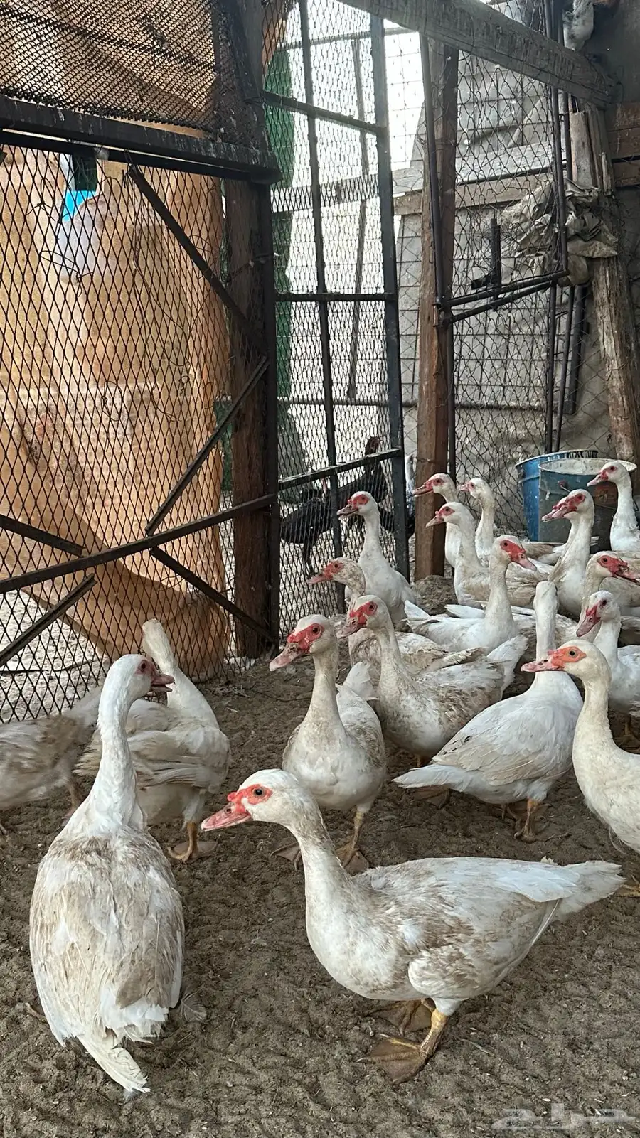 بط مسكوفي 1