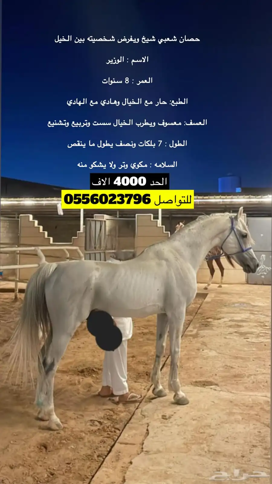 حصان شعبي شيخ 0