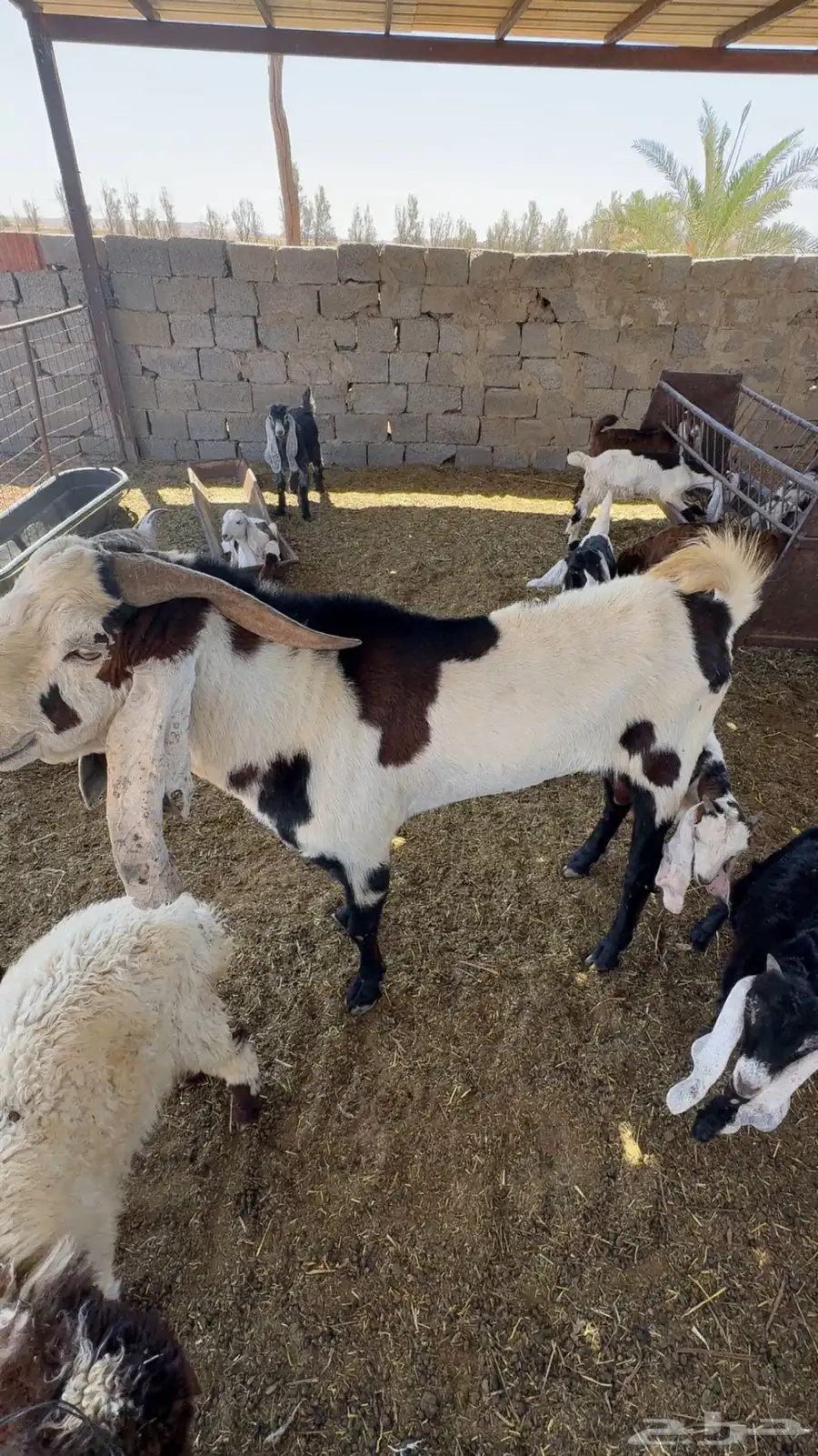 فحل هولندي 2