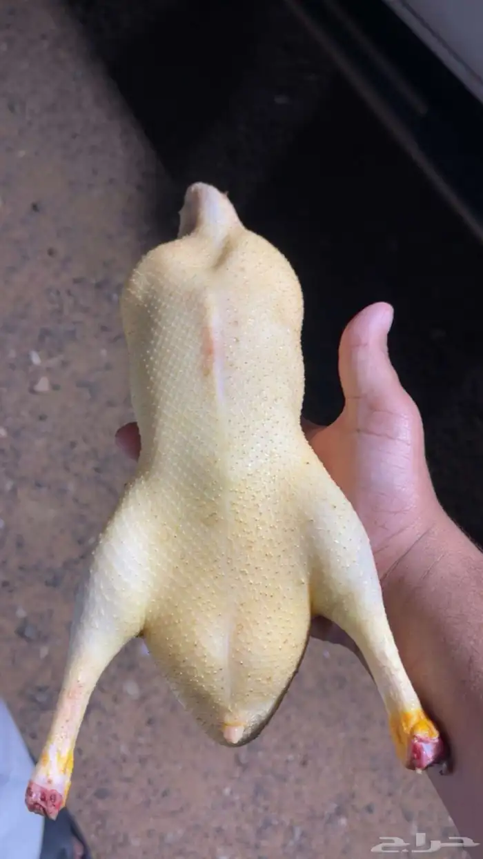 بط بكيني ذبح 1