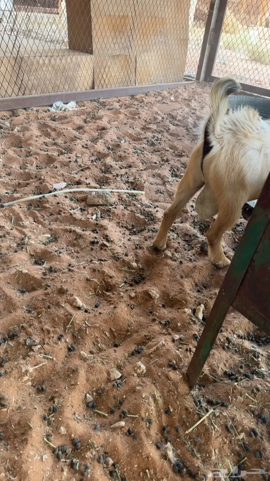 ماعز قزم للبيع 1