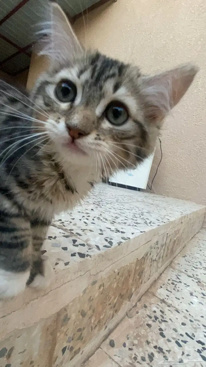 فط مفقود الي يحصله يتواصل 0
