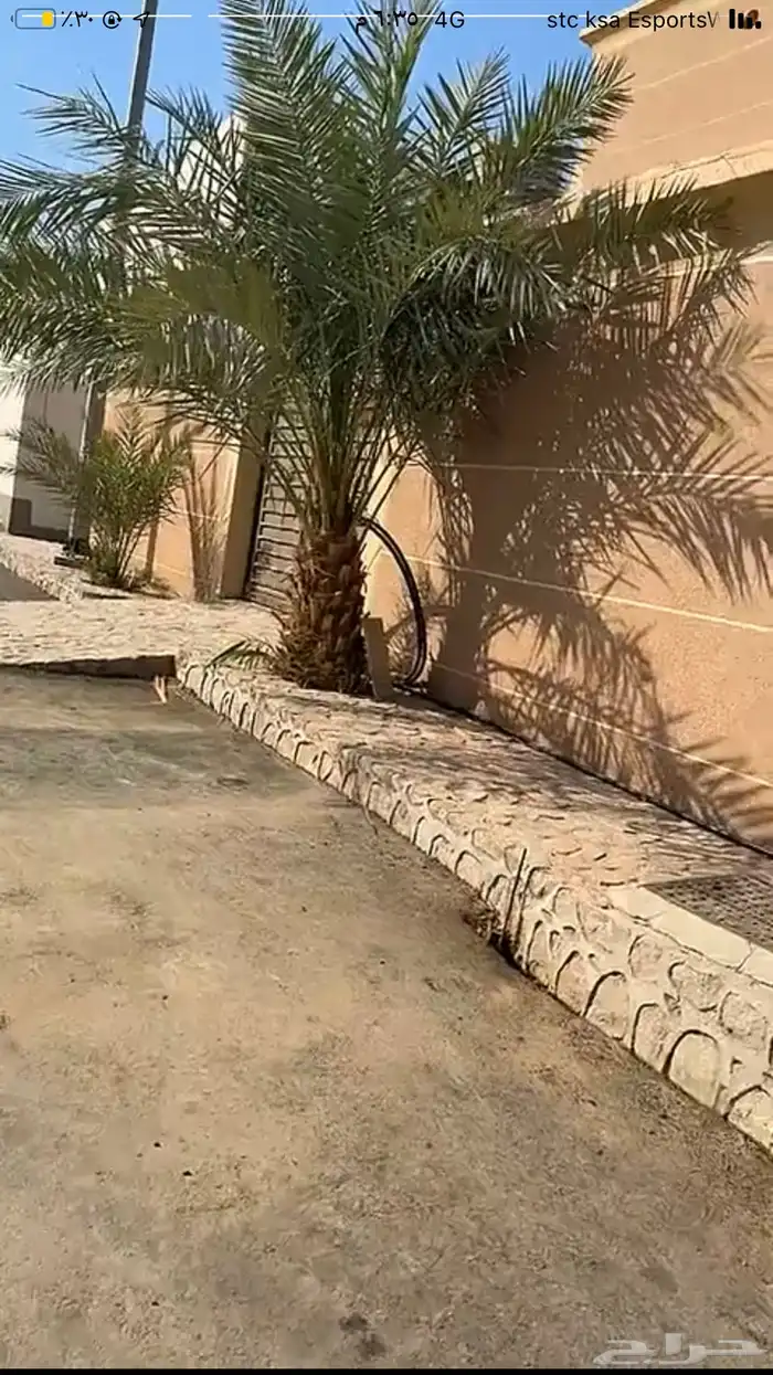 روثانه كبير   2 صغار عجوى نخل 0