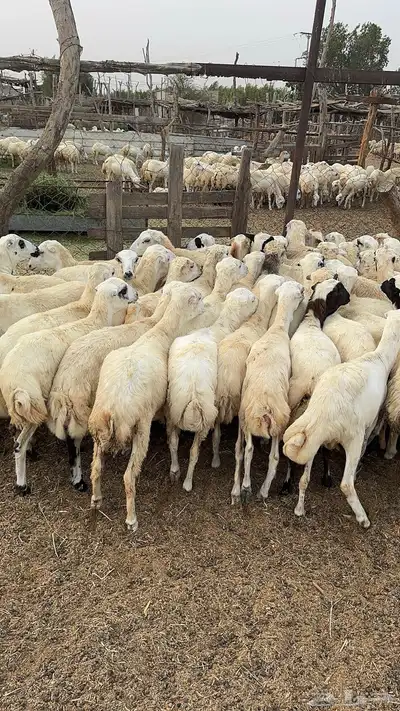 رخال رفيدي من 7-9 شهور 0