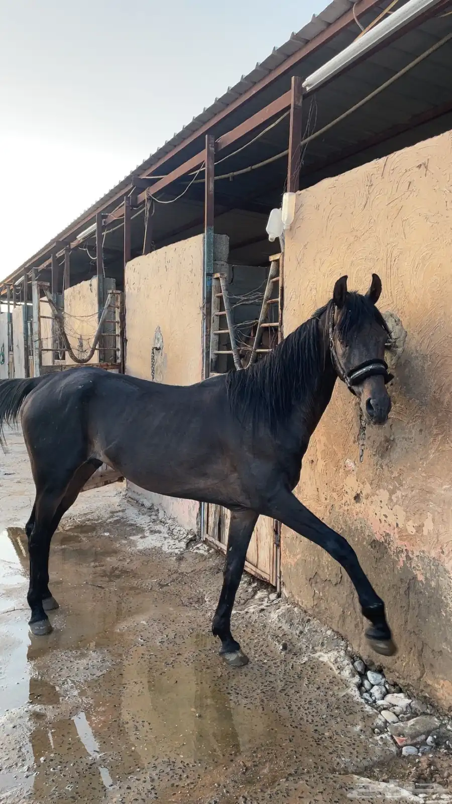 خيل شعبي 1
