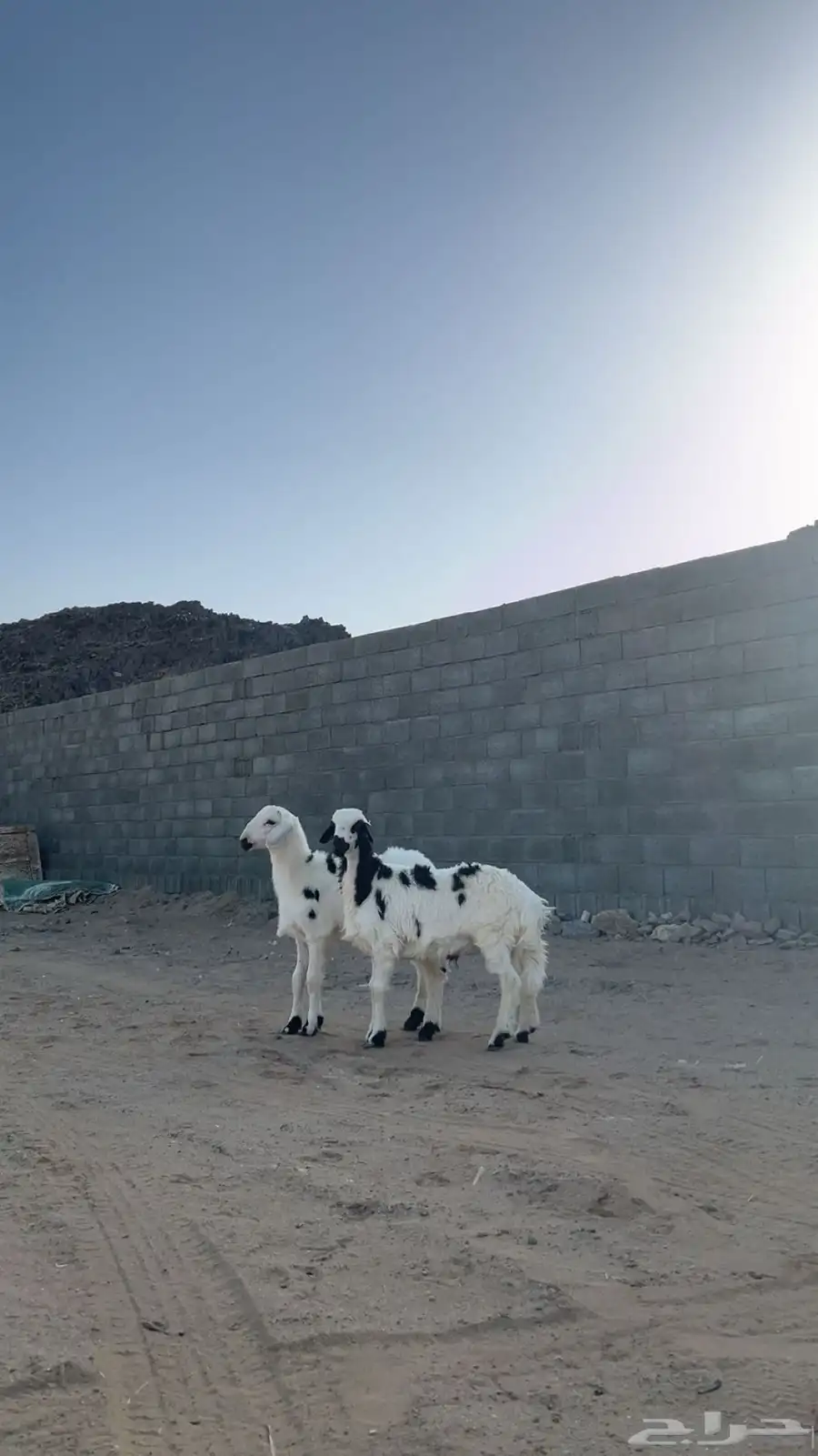 ااا 1