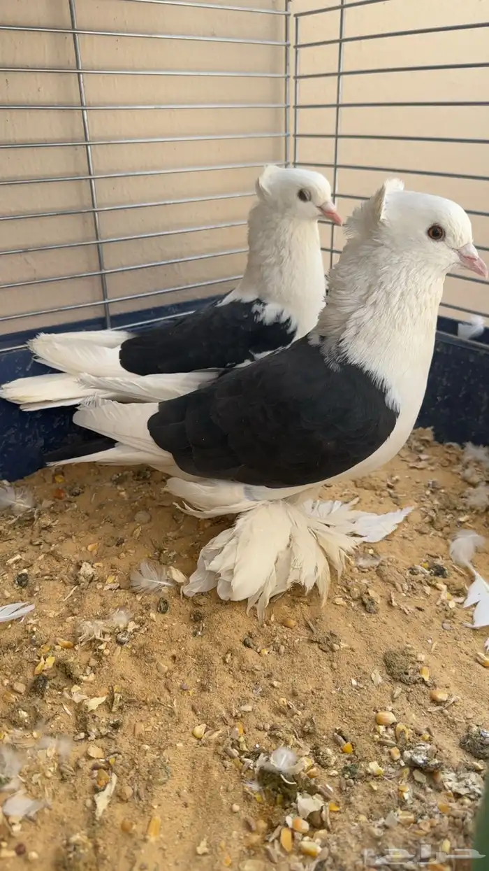 زوجين حمام منتجه شرط 0