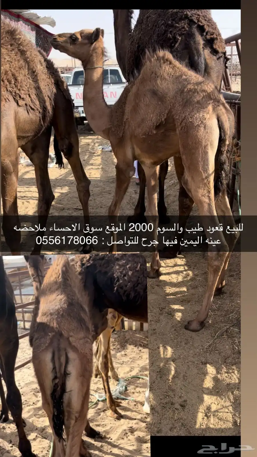 قعود 0