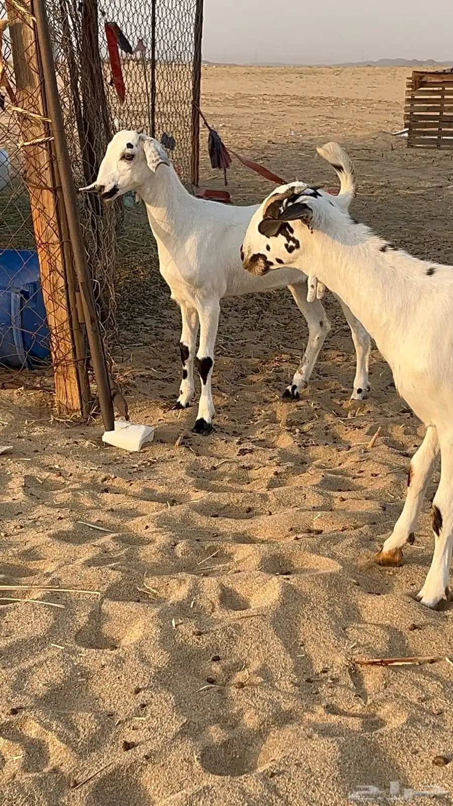 جفار بيشيه 0