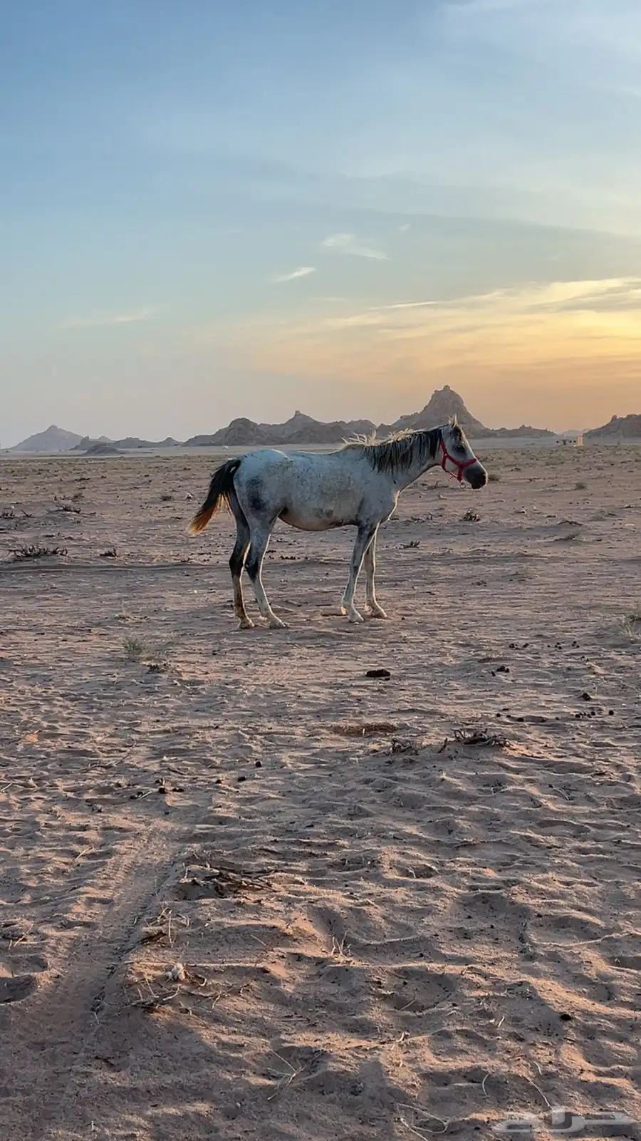 للبيع الفرس 1