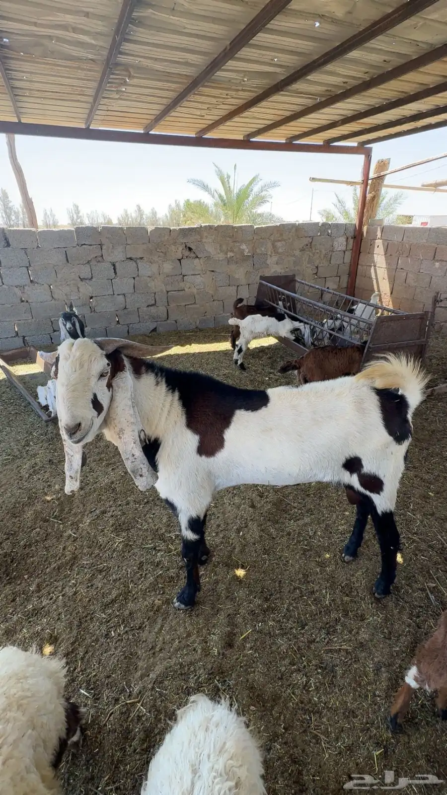 فحل هولندي 0