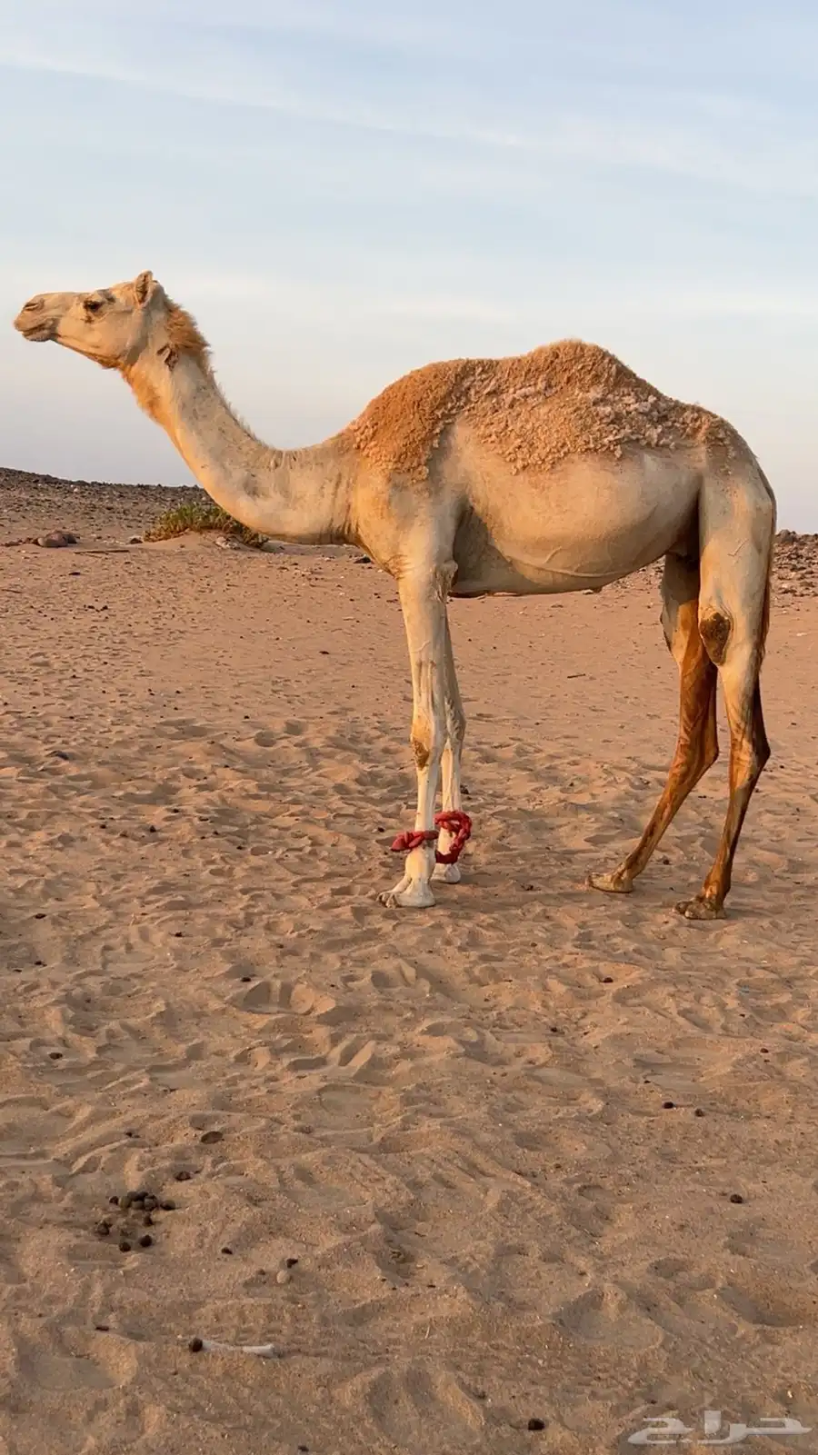 ناقه هجن بنت المتحد جمل آبن رويشد ولقحه من شاهين 0