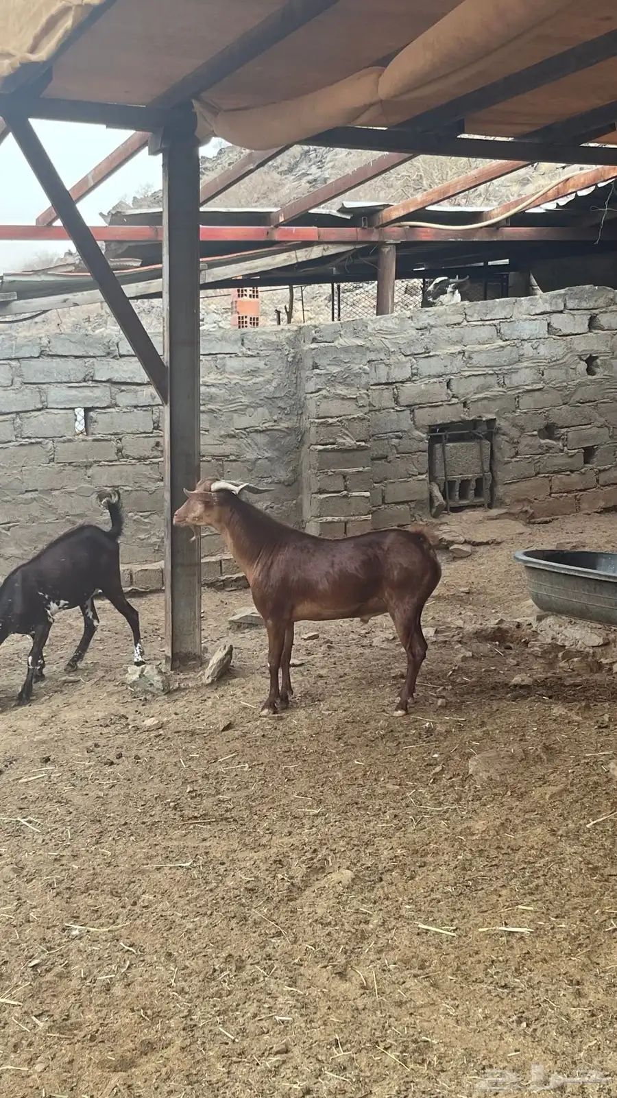 تيس فحل محايلي 4