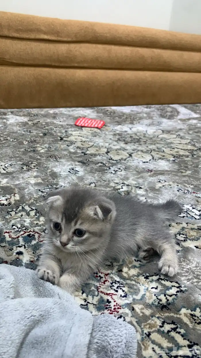 كيتن سكوتش فولد 12