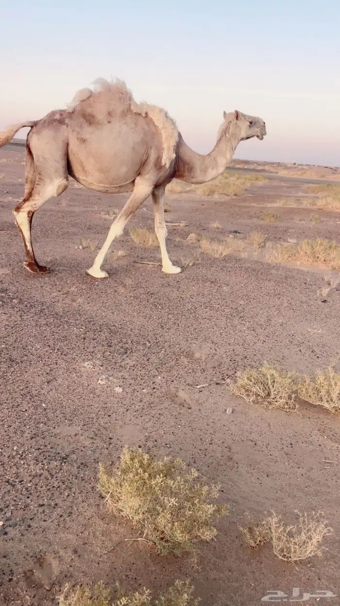 ناقه لقحه باقي لها 3 اشهر وتولد كل شي على الشرط الموقع ظلم 3