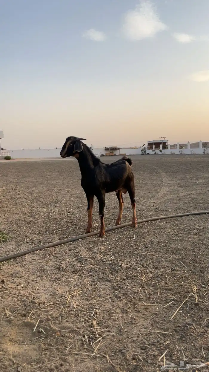مشروع فحل العمر 6اشهر 0