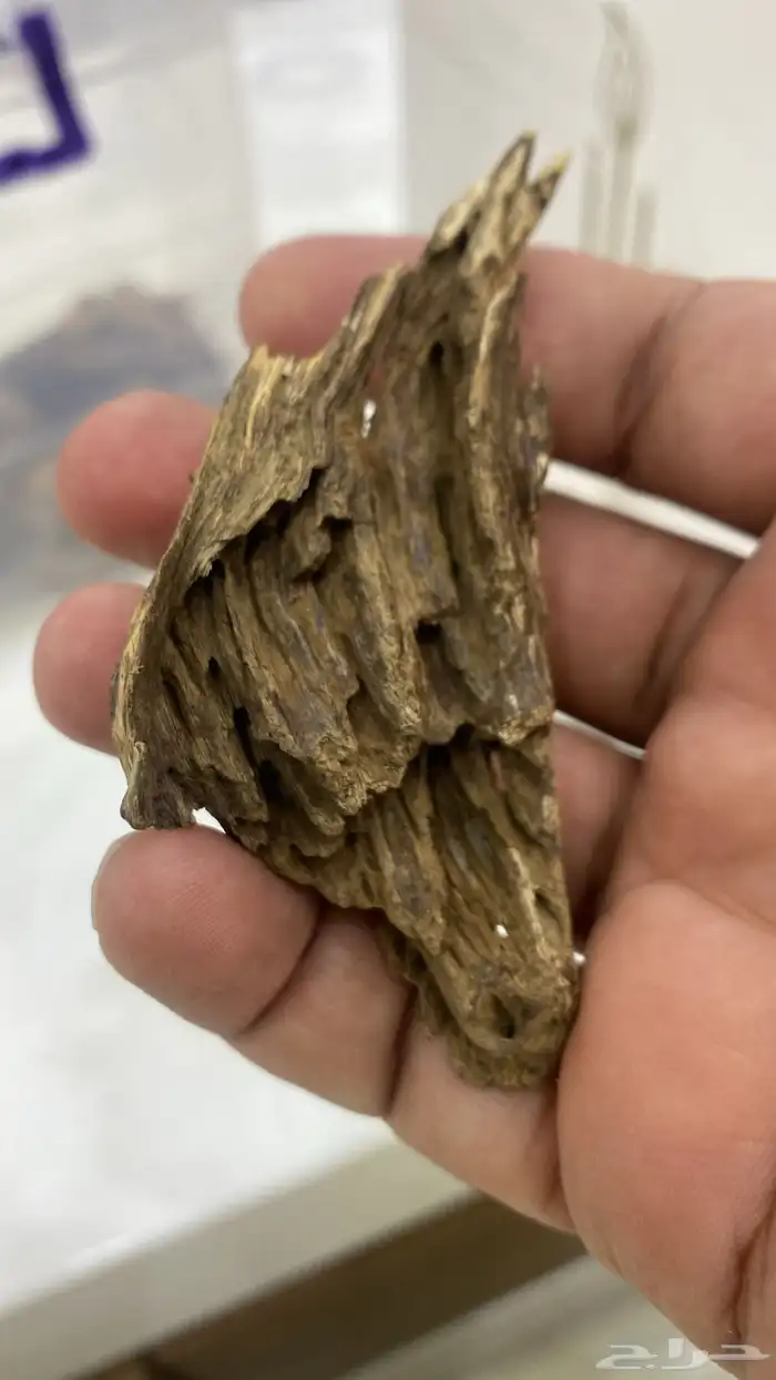 عود سومطري مميز 1