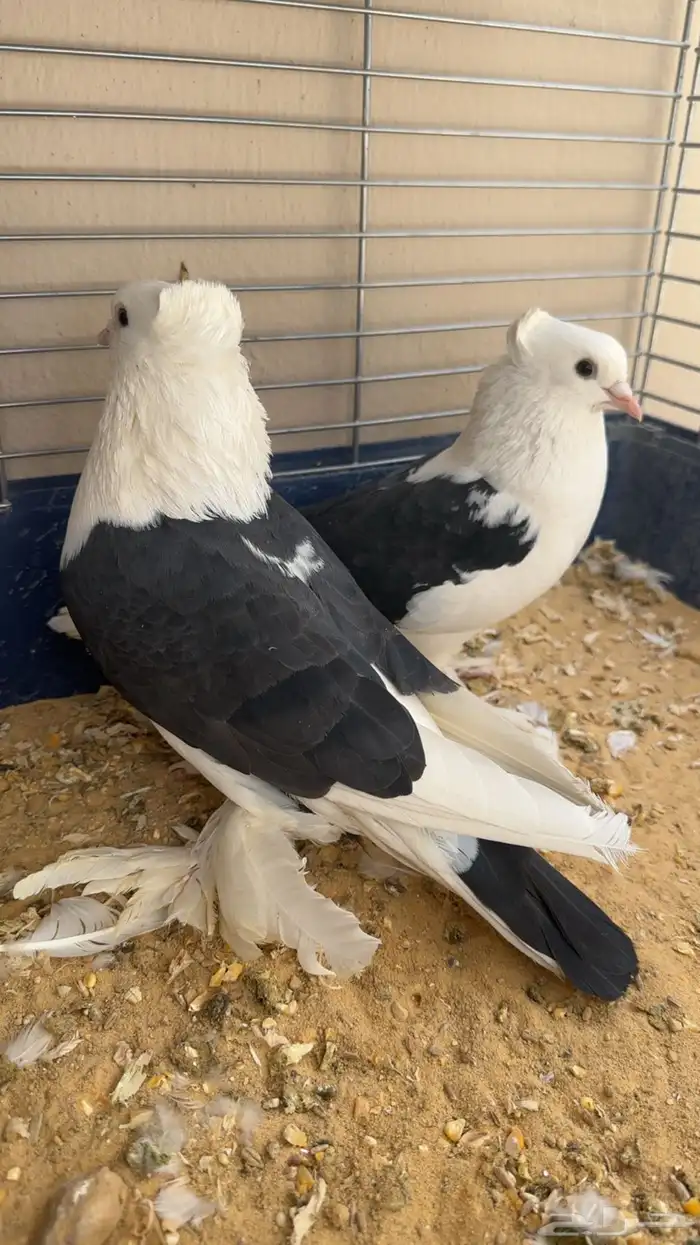 زوجين حمام منتجه شرط 1