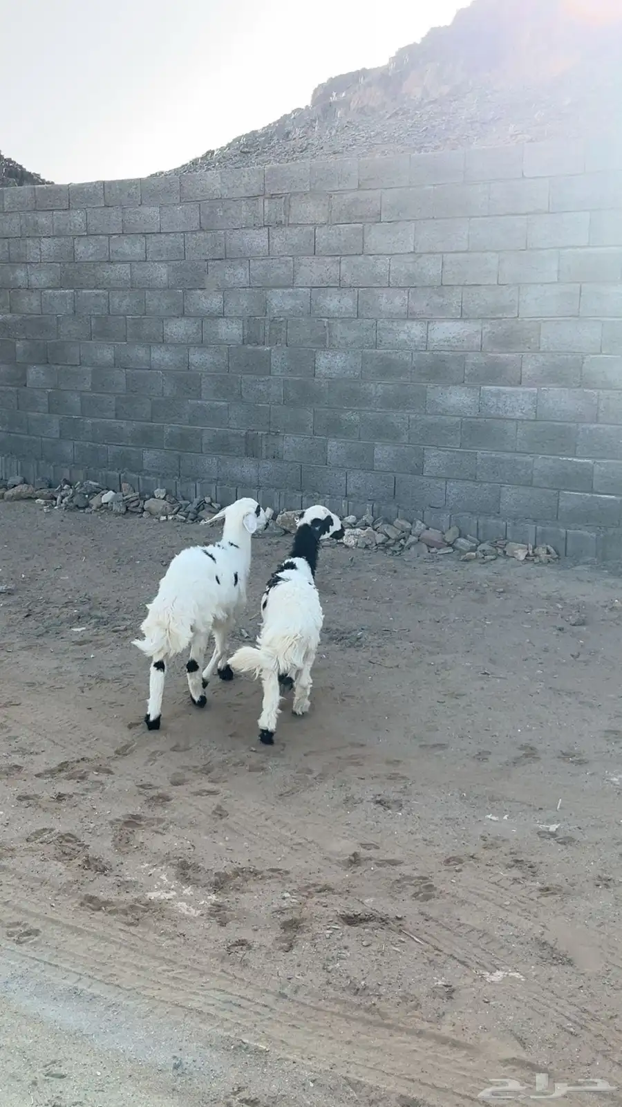 ااا 2