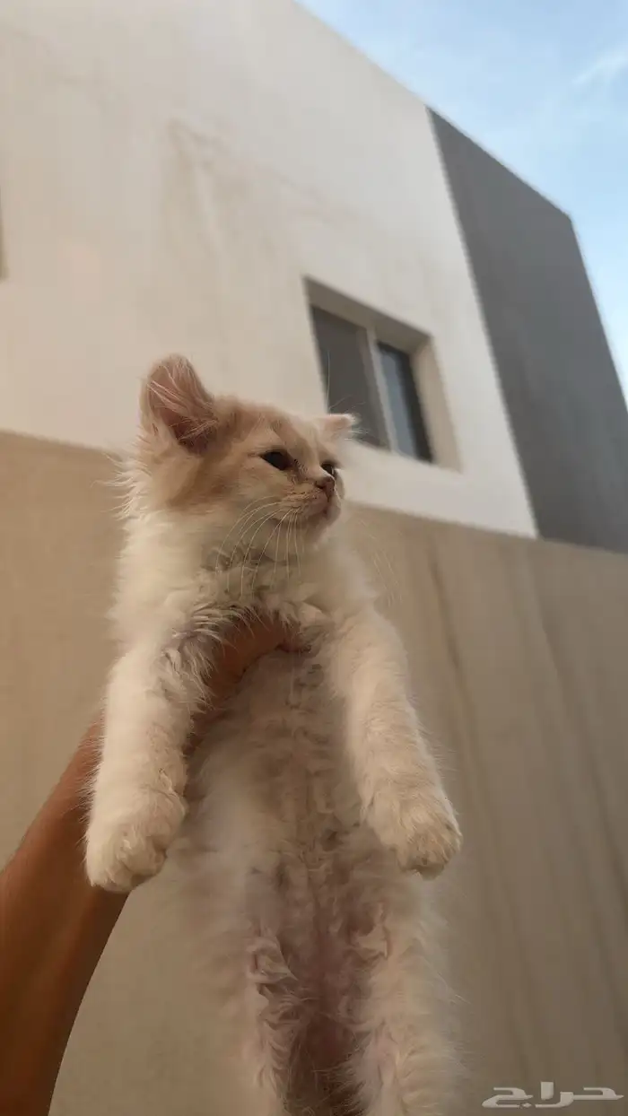 قطة كيتن ذكر 3