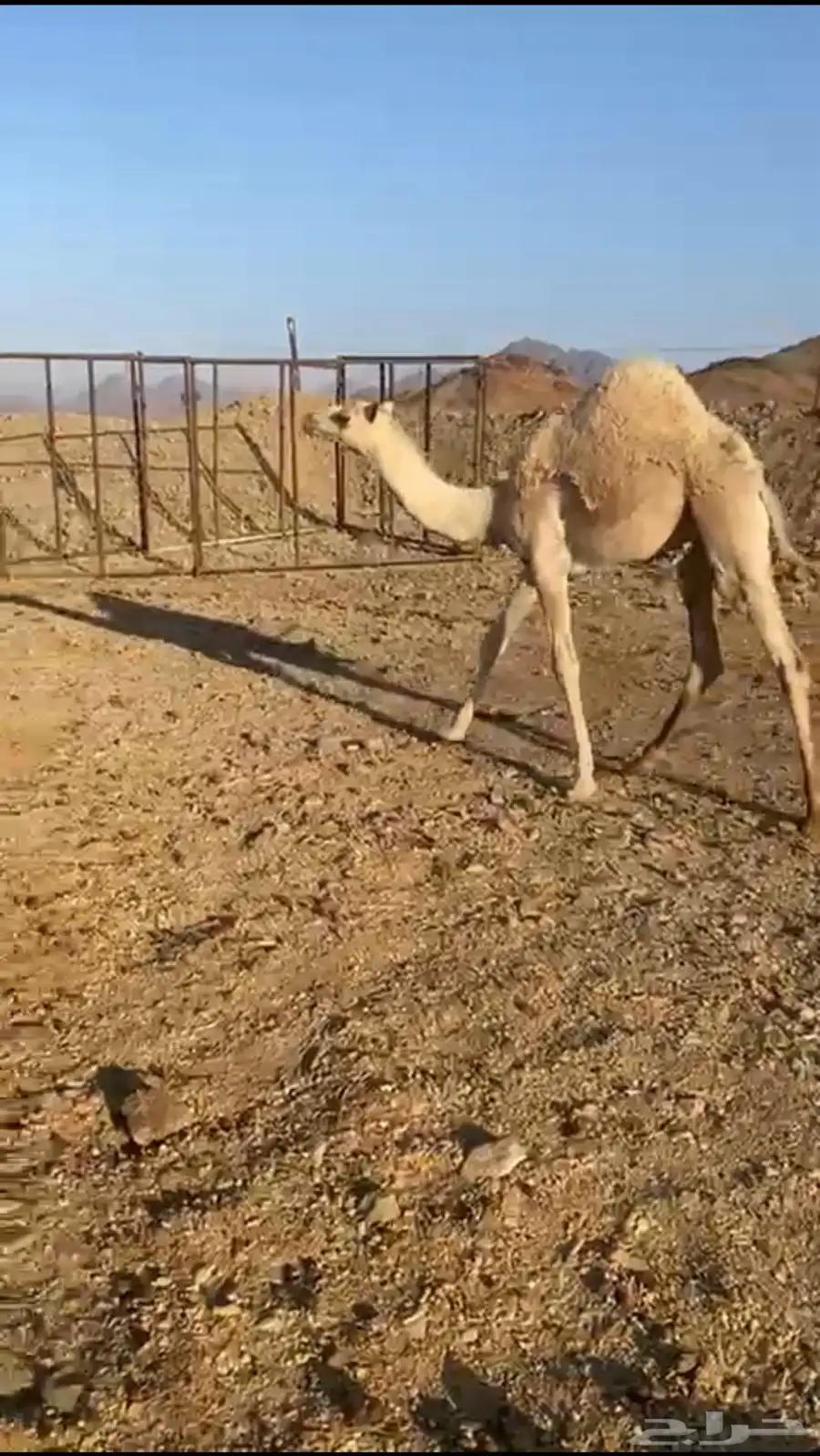 قعود 1
