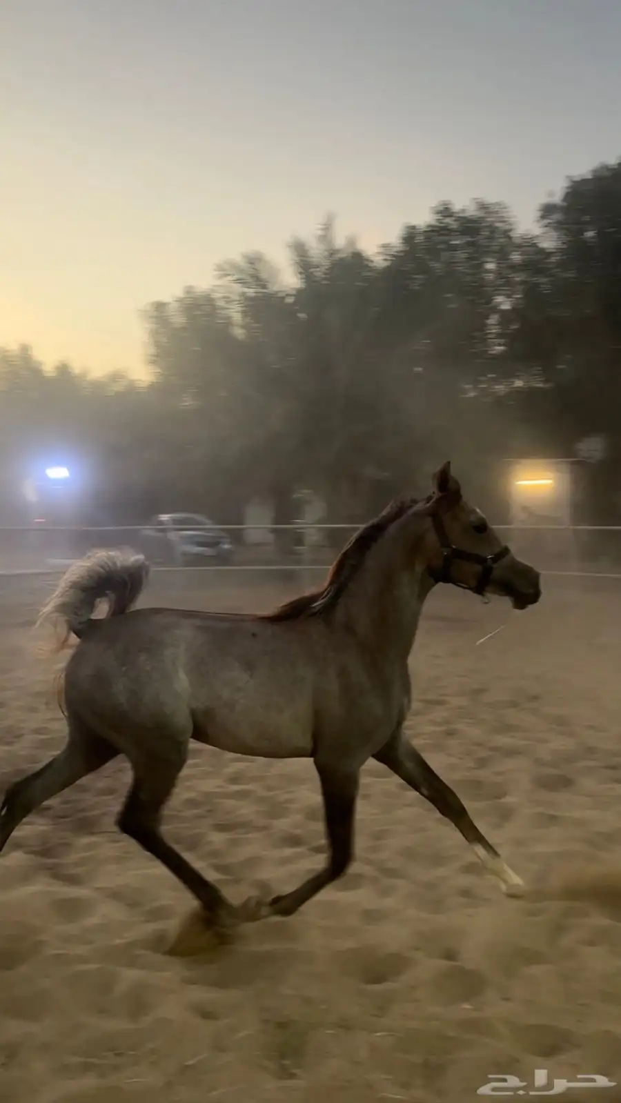 مهرة مكس واهو 0
