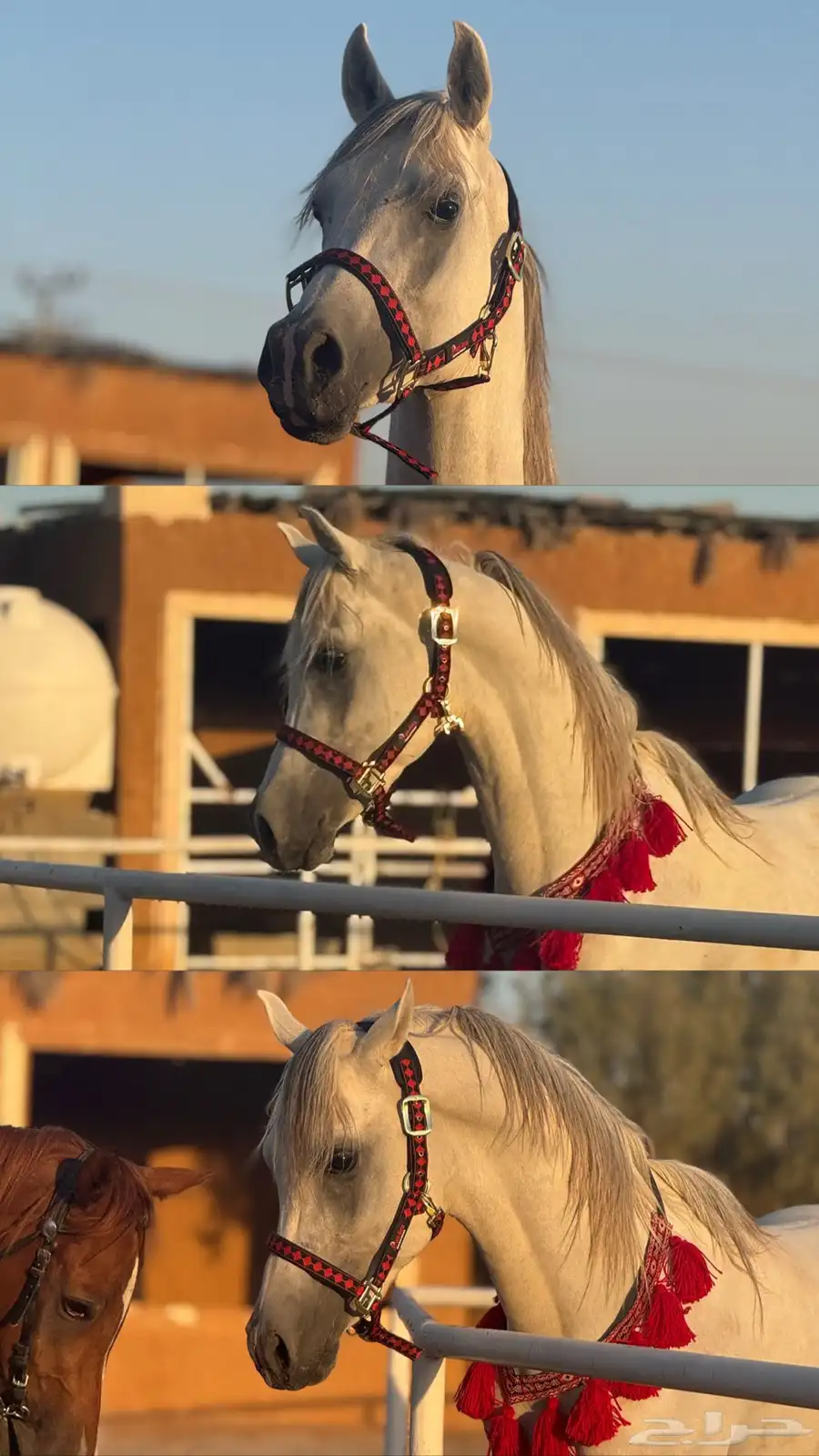 خيل واهو 5