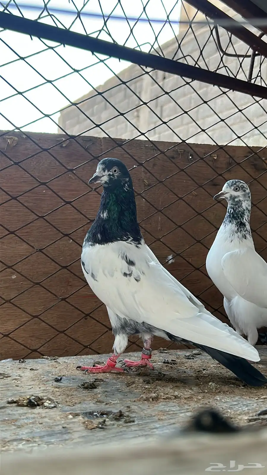 جوز تيدي 2
