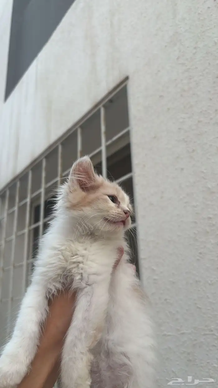 قطة كيتن ذكر 1