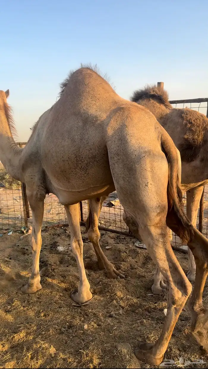 بكره رباع حايل سمين الي يبي يقنا والي يبي جزر 4