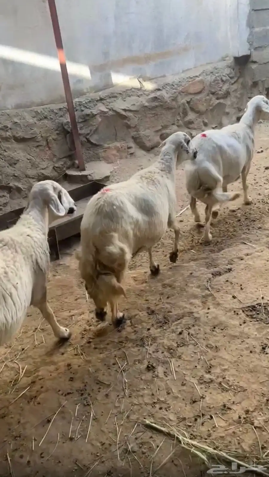 ضان حيل 2