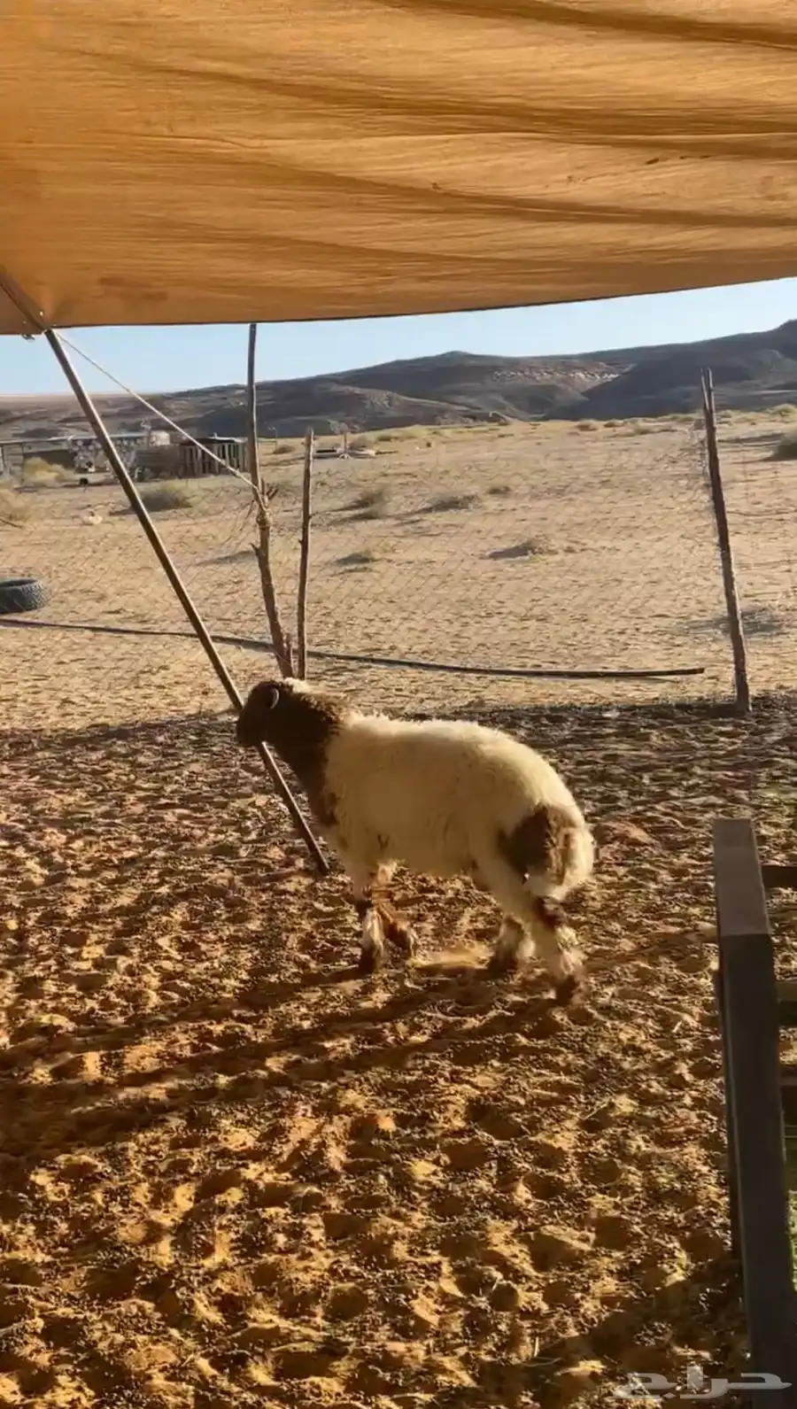 خروف النعيمي 0