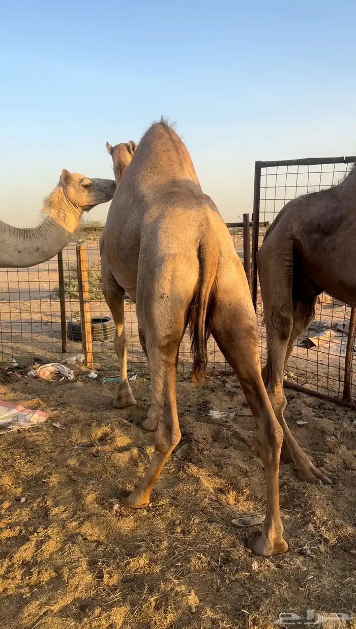 بكره رباع حايل سمين الي يبي يقنا والي يبي جزر 1