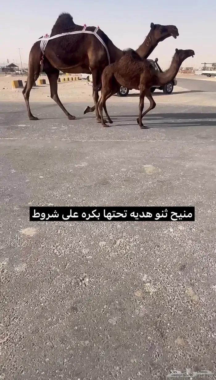 للبيع خلفه منيح ثنو 1