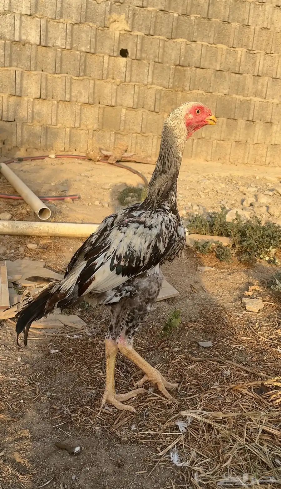 دجاج فارسي للبيع 0