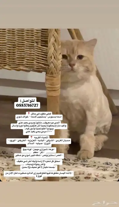 قط مفقود حائل 1